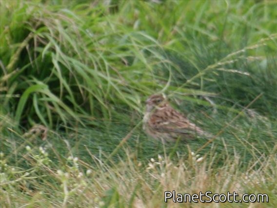 Vesper Sparrow (Pooecetes gramineus)