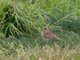 Vesper Sparrow (Pooecetes gramineus)