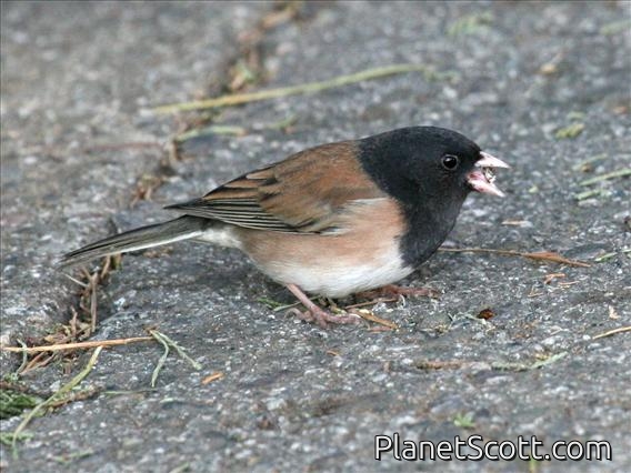 Dark-eyed Junco (Junco hyemalis)