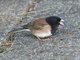 Dark-eyed Junco (Junco hyemalis)