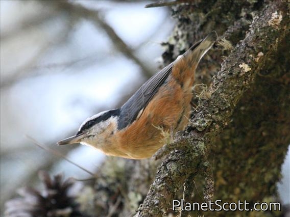 Red-breasted Nuthatch (Sitta canadensis)