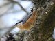 Red-breasted Nuthatch (Sitta canadensis)