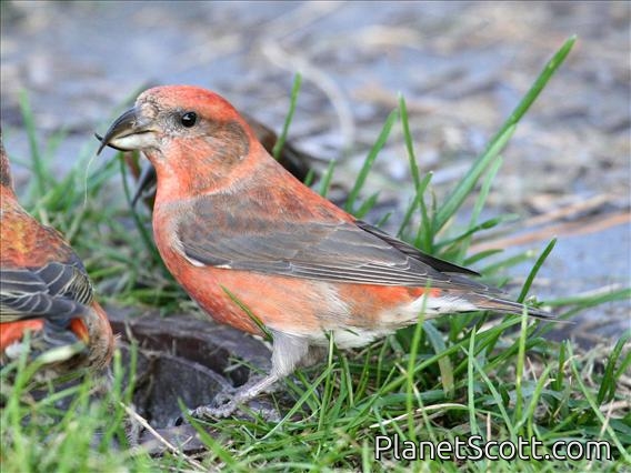 Red Crossbill (Loxia curvirostra) Male