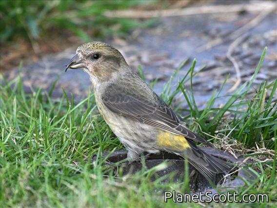 Red Crossbill (Loxia curvirostra) Female