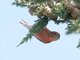 Red Crossbill (Loxia curvirostra)