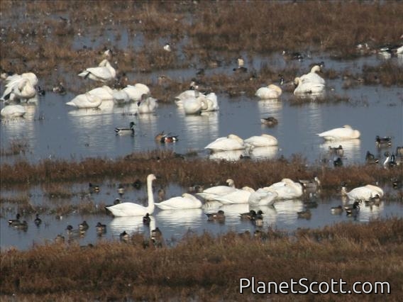 Tundra Swan (Cygnus columbianus) and various ducks