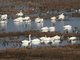 Tundra Swan (Cygnus columbianus) and various ducks
