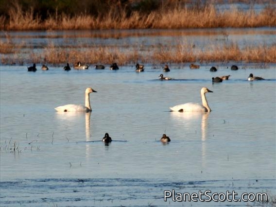 Tundra Swan (Cygnus columbianus)