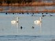 Tundra Swan (Cygnus columbianus)
