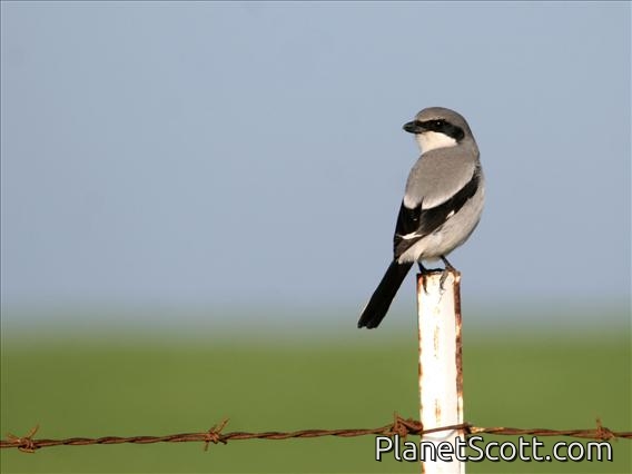 Loggerhead Shrike (Lanius ludovicianus)