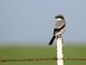 Loggerhead Shrike (Lanius ludovicianus)