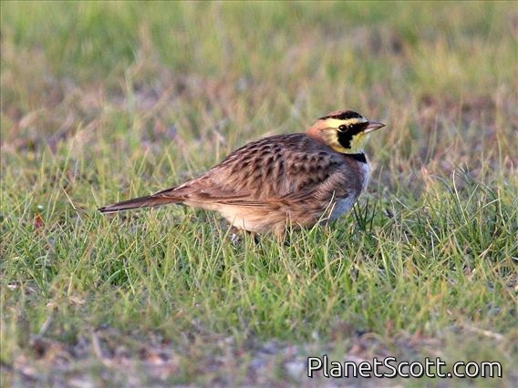Horned Lark (Eremophila alpestris) Male