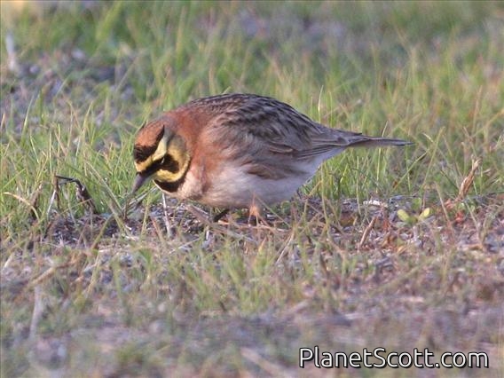 Horned Lark (Eremophila alpestris) Male