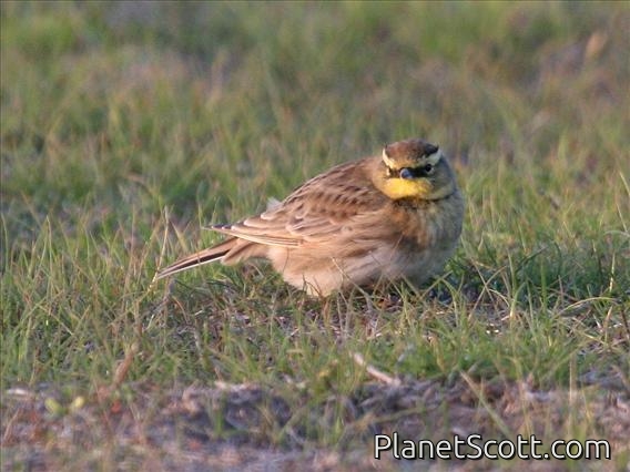 Horned Lark (Eremophila alpestris) Female