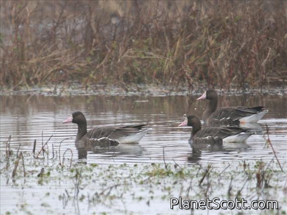 Greater White-fronted Goose (Anser albifrons)