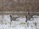 Greater White-fronted Goose (Anser albifrons)