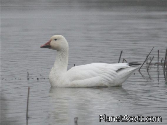 Snow Goose (Anser caerulescens)