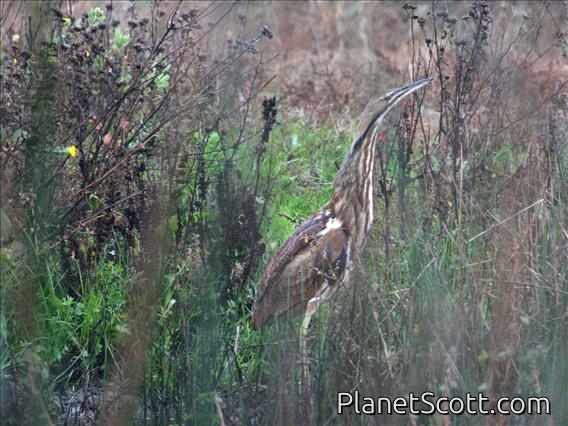 American Bittern (Botaurus lentiginosus)