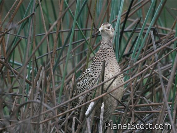 Common Pheasant (Phasianus colchicus) Female