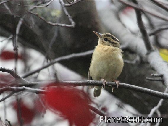 Worm-eating Warbler (Helmitheros vermivorus)