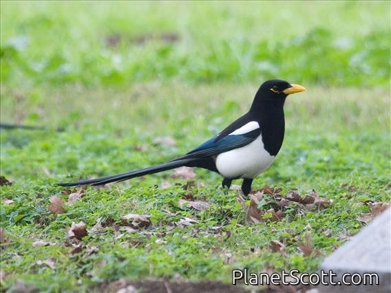 Yellow-billed Magpie (Pica nuttalli)