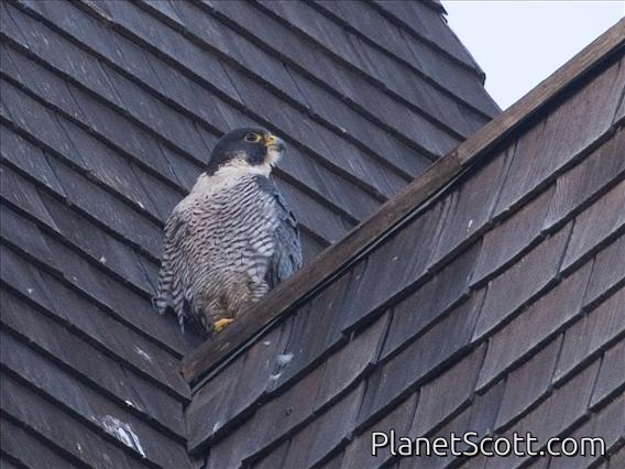 Peregrine Falcon (Falco peregrinus)