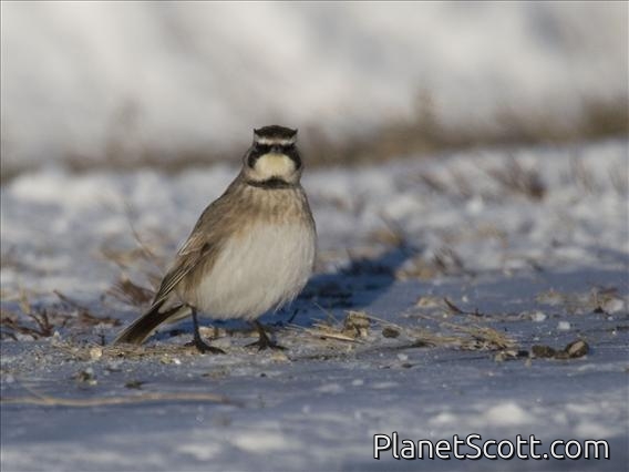 Horned Lark (Eremophila alpestris)