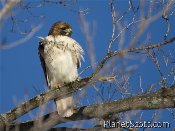Red-tailed Hawk (Buteo jamaicensis)