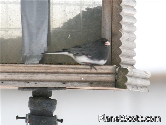 Dark-eyed Junco (Junco hyemalis)