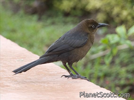 Great-tailed Grackle (Quiscalus mexicanus) Female