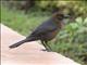 Great-tailed Grackle (Quiscalus mexicanus) Female