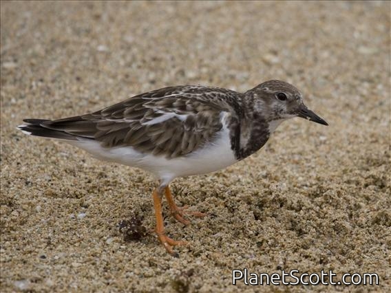 Ruddy Turnstone (Arenaria interpres)