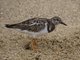 Ruddy Turnstone (Arenaria interpres)