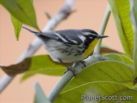 Yellow-throated Warbler (Dendroica dominica)