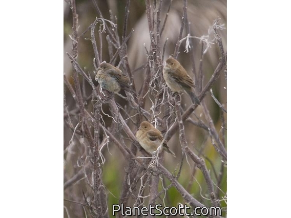 Indigo Bunting (Passerina cyanea) Basic Plumage