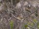Indigo Bunting (Passerina cyanea) Basic Plumage