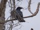 White-crowned Pigeon (Columba leucocephala)