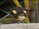 American Redstart (Setophaga ruticilla)