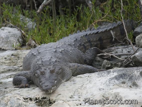 American Crocodile (Crocodylus acutus) Cozumel