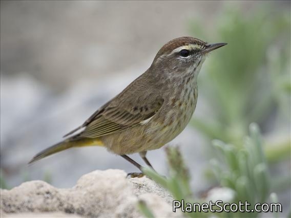 Palm Warbler (Dendroica palmarum)