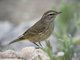 Palm Warbler (Dendroica palmarum)