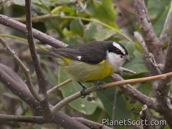 Bananaquit (Coereba flaveola) Cozumel caboti ssp.