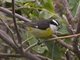 Bananaquit (Coereba flaveola) Cozumel caboti ssp.