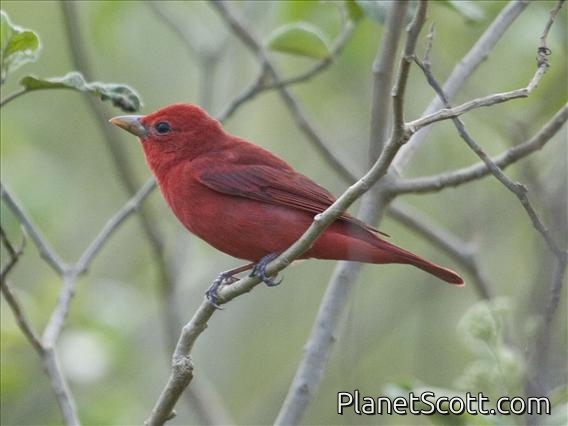 Summer Tanager (Piranga rubra) Male