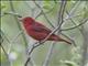 Summer Tanager (Piranga rubra) Male