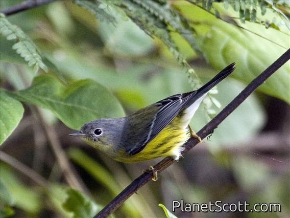 Magnolia Warbler (Dendroica magnolia) Female Basic Plumage