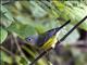 Magnolia Warbler (Dendroica magnolia) Female Basic Plumage