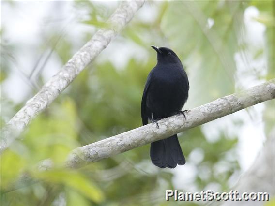 Black Catbird (Melanoptila glabrirostris)