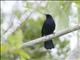 Black Catbird (Melanoptila glabrirostris)