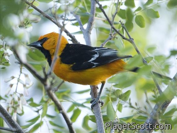 Altamira Oriole (Icterus gularis) Male